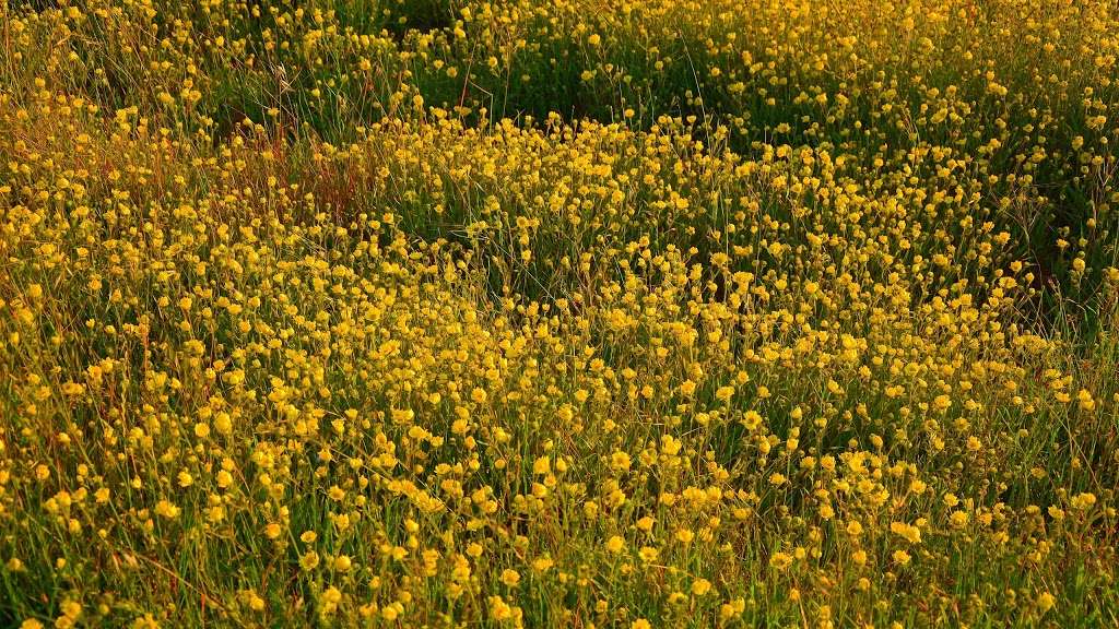 Bolinas Ridge Trailhead | Bolinas Ridge Trail, Point Reyes Station, CA 94956, USA