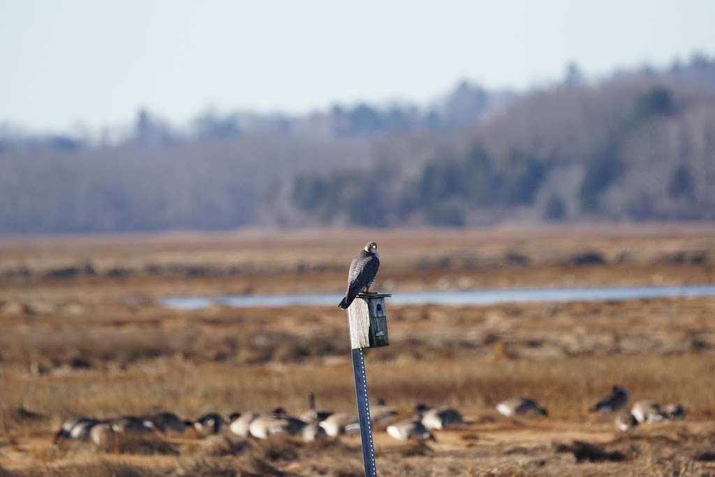 Mass Audubon Joppa Flats Education Center | 1 Plum Island Turnpike, Newburyport, MA 01950, USA | Phone: (978) 462-9998