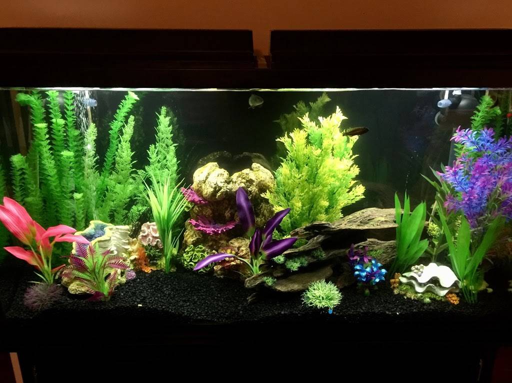 Aquascapes | 5405 Yates Mill Pond Rd, Raleigh, NC 27606, USA | Phone: (919) 210-1701