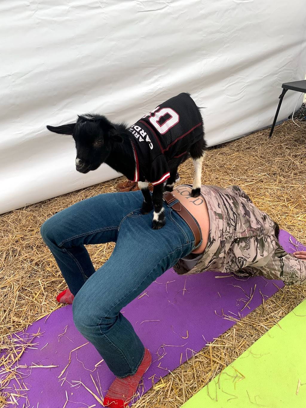 Goat Yoga Nashville | 9837 Split Log Rd, Brentwood, TN 37027, USA | Phone: (615) 295-0088