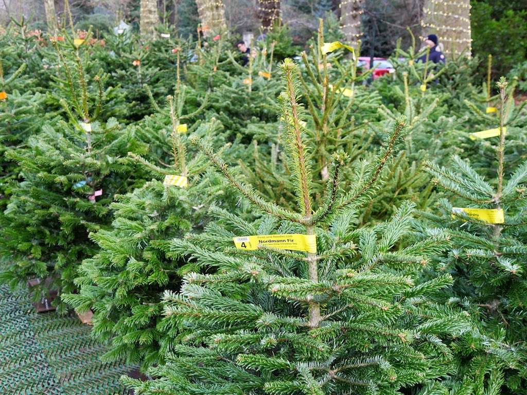 Pines and Needles | KENWOOD HOUSE, Hampstead Lane, Highgate, London NW3 7JR, UK | Phone: 020 3598 4877
