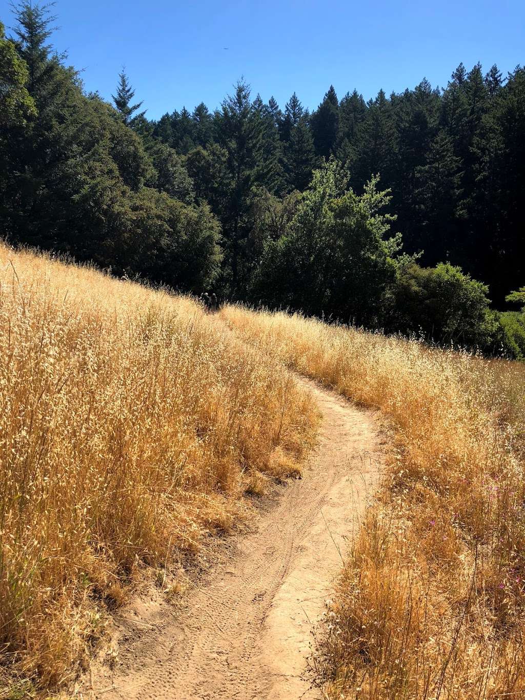 Long Ridge Open Space Preserve Peters Creek Trail Head | 37°1725."N ."W, 12209 US-15, 5, CA 94020, USA