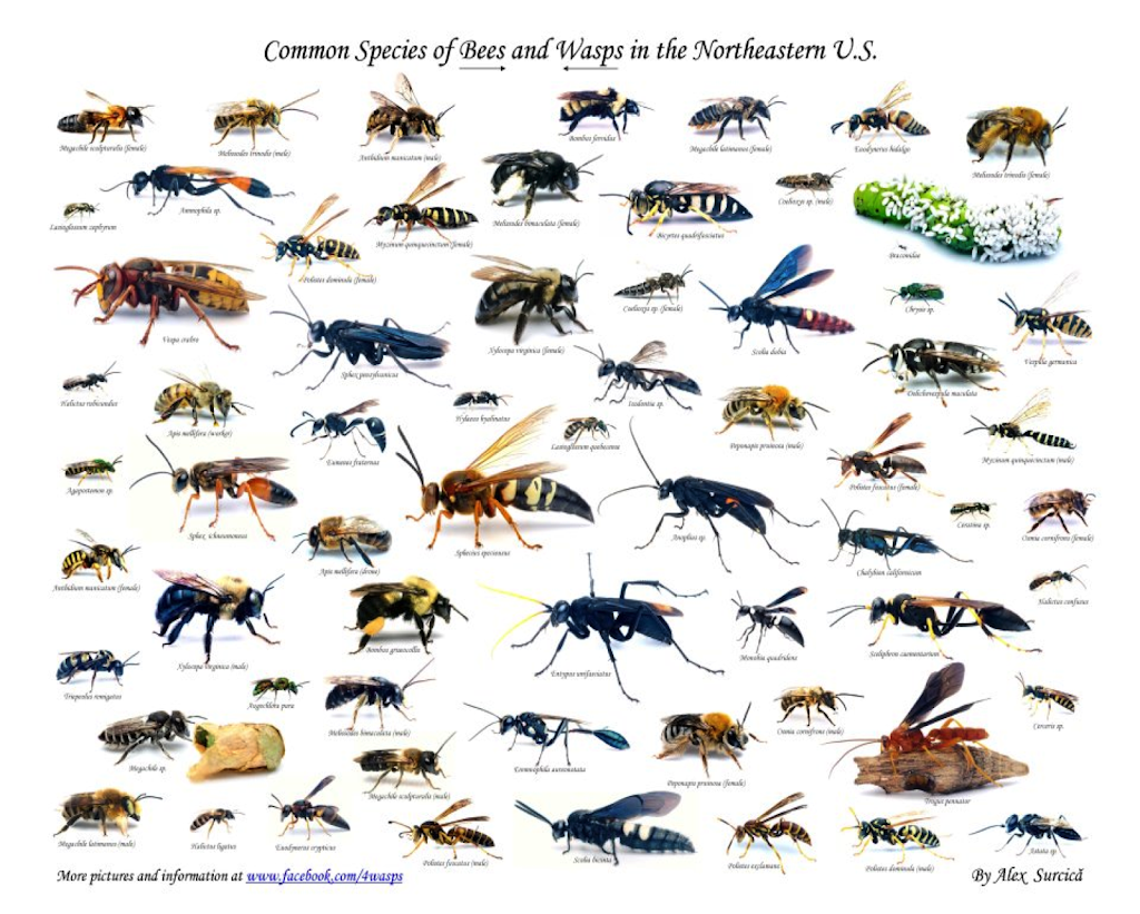 Discount Termite & Pest | 2228 Lime Tree Dr, Edgewater, FL 32141, USA | Phone: (386) 427-4488
