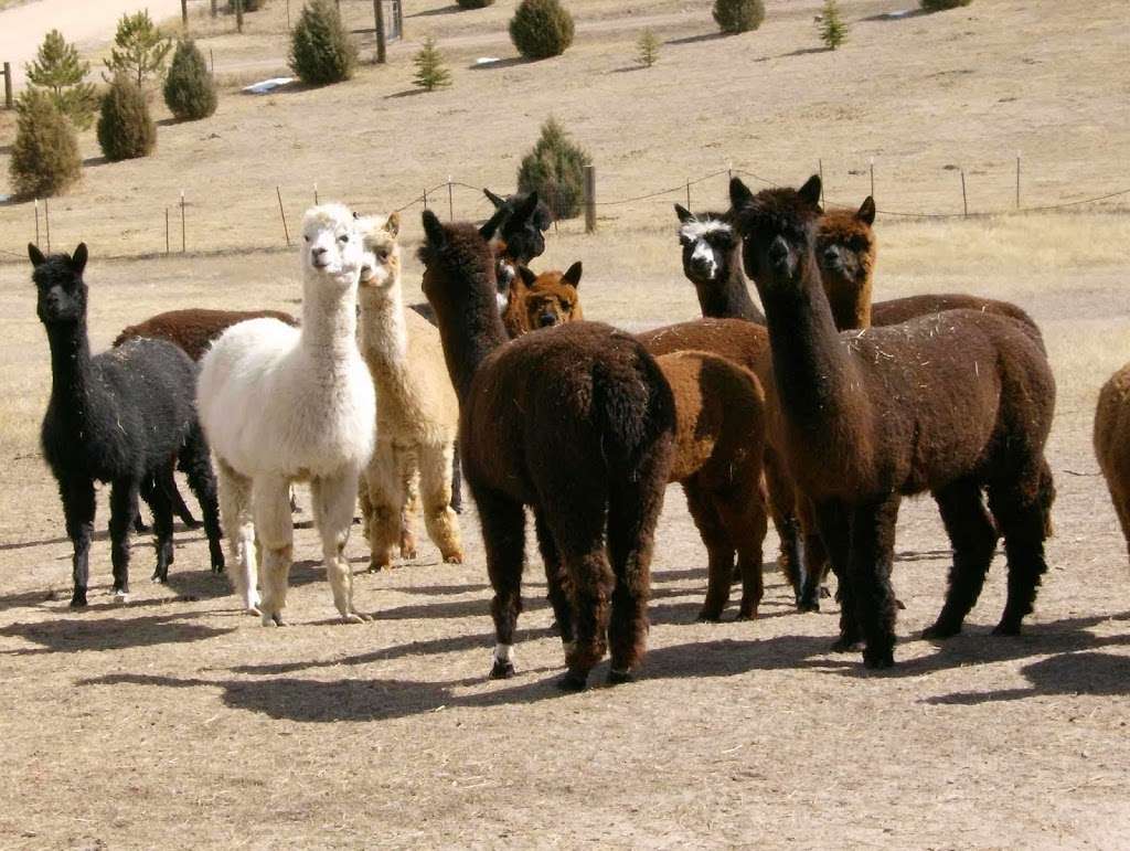 el Zorro Colorado Alpacas | 5704 Canyon Trail, Elizabeth, CO 80107, USA | Phone: (303) 646-1320