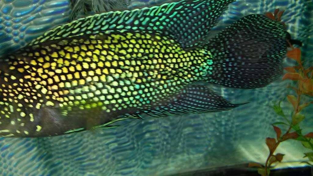 Coopers Cichlids | 2506 W Silver St, Philadelphia, PA 19132, USA | Phone: (267) 298-7837