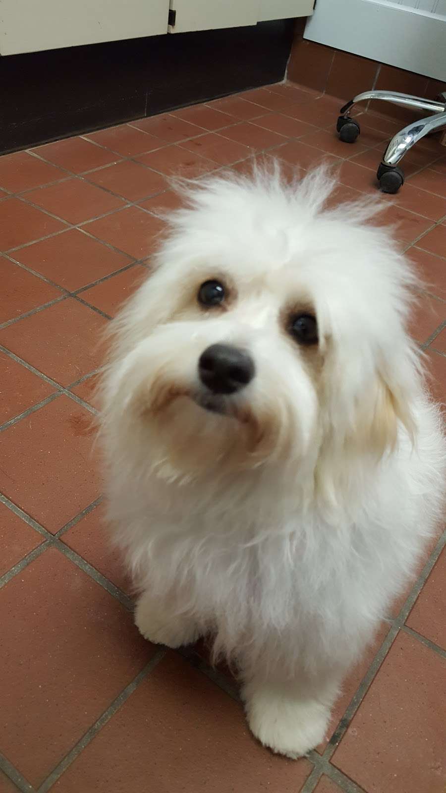 Muddy Creek Animal Care Center | 993 Haverhill St, Rowley, MA 01969, USA | Phone: (978) 948-2345