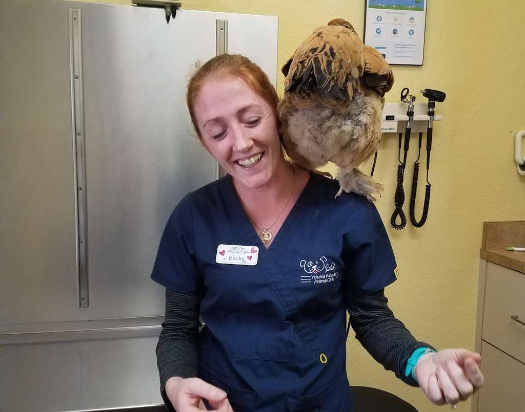 Volusia Woods Animal Clinic | 547 N Volusia Ave, Orange City, FL 32763, USA | Phone: (386) 775-5300