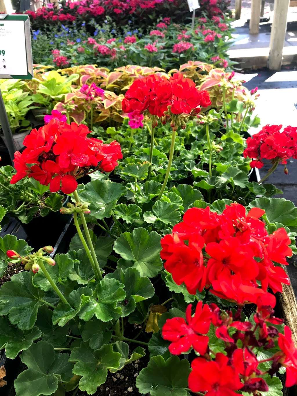 Thomas Moreno Landscape Nursery Inc | 9046, 5650 Orange Blvd, Sanford, FL 32771 | Phone: (407) 324-2115