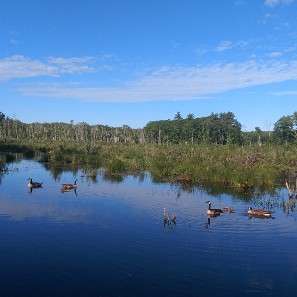 Heath Hen Meadow | Acton, MA 01720, USA