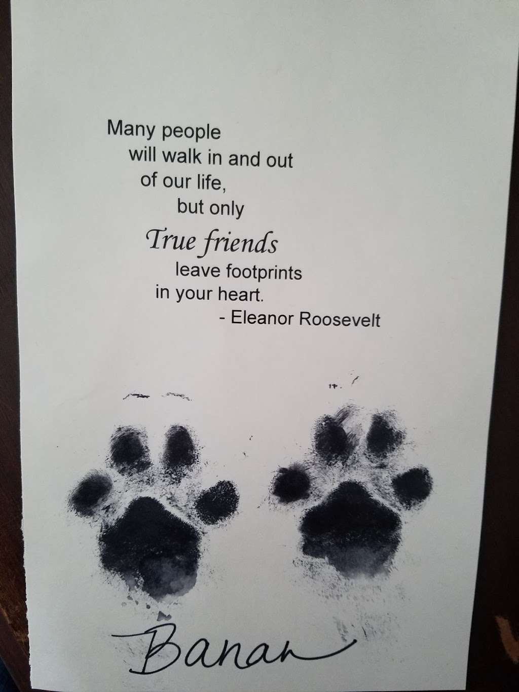 Culpeper Animal Hospital: Kellum Andrea DVM | 441 Aspen St, Culpeper, VA 22701, USA | Phone: (540) 829-9085