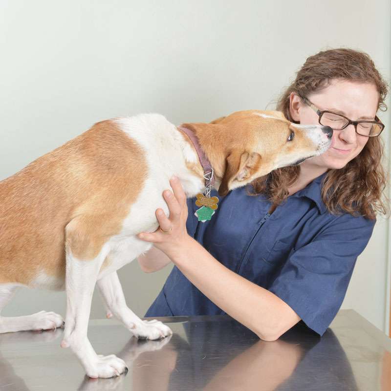 Dog & Cat Clinic | 1101 N 5th St, Leavenworth, KS 66048, USA | Phone: (913) 682-7424