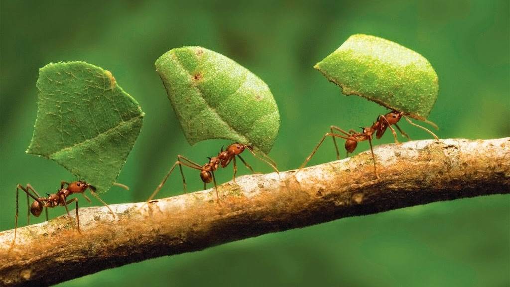 Wilton Exterminating Service, Inc. | 1510 Coletta Dr, Orlando, FL 32807, USA | Phone: (407) 273-8105