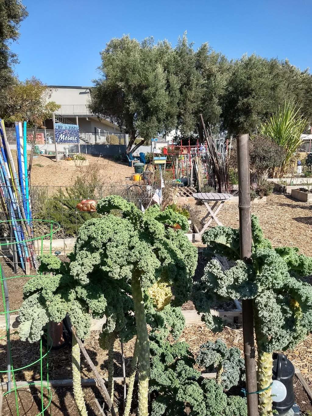 Mosaic Community Garden of Chula Vista | 960 5th Ave, Chula Vista, CA 91911, USA | Phone: (619) 457-1299