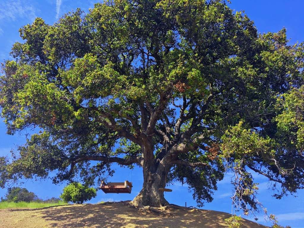 Canyonback Tree Swing | Lower Canyonback Trail, Los Angeles, CA 90049