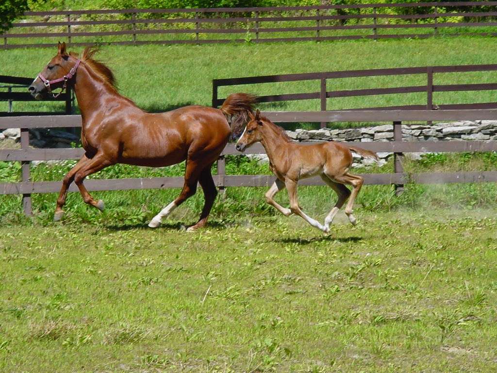 North Winds Stables | 6 Meadow Cliff Ln, Hardwick Township, NJ 07825, USA | Phone: (908) 362-7858