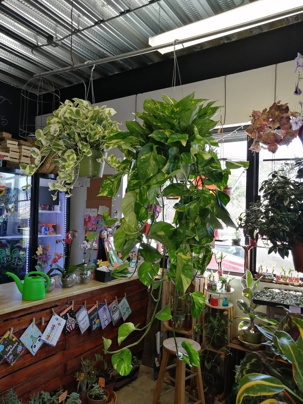 Flores Gea (Flores y Plantas) | Panamericana 9307, Panamericano, 22647 Tijuana, B.C., Mexico | Phone: 664 164 2662