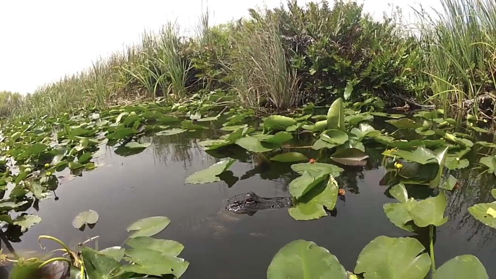 Airboat In Everglades | 17696 SW 8th St, Miami, FL 33194, USA | Phone: (888) 893-4443