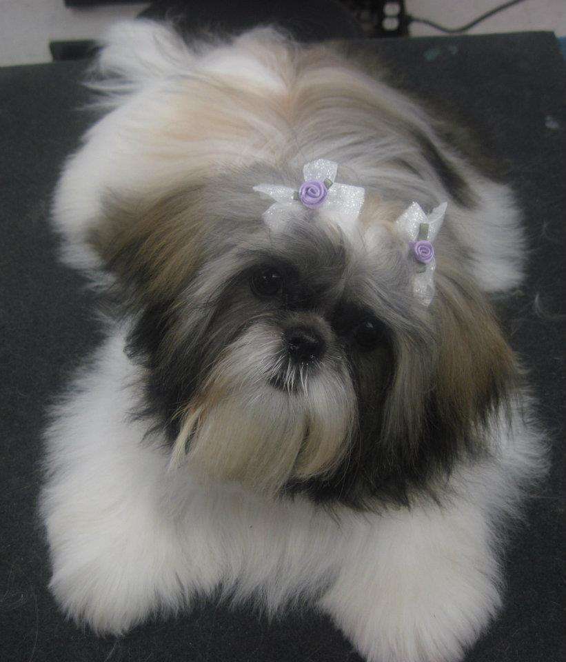 Rachel Anns Country Clips Pet Grooming | 2652 PA-940 #105, Pocono Summit, PA 18346, USA | Phone: (570) 839-6575