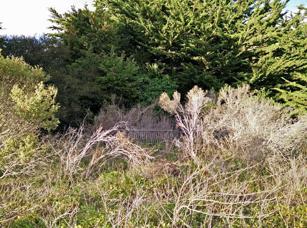 Purissima Cemetery | 1165 Verde Rd, Half Moon Bay, CA 94019, USA | Phone: (609) 628-2297