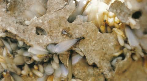 Universal Pest & Termite | 1616 Centerville Turnpike STE 216, Virginia Beach, VA 23464, USA | Phone: (757) 502-0200