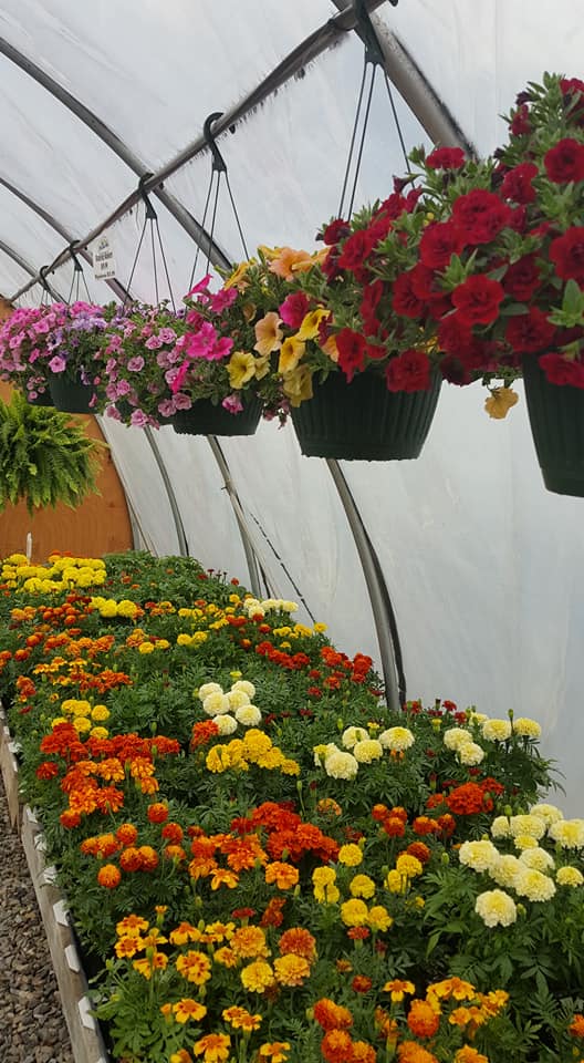 Pheasant Run Greenhouse | 8301, 10341 Brillhart Rd, Glen Rock, PA 17327, USA | Phone: (717) 235-6558 Pheasant Run Greenhouse | 8301, 10341 Brillhart Rd, Glen Rock, PA 17327, USA | Phone: (717) 235-6558