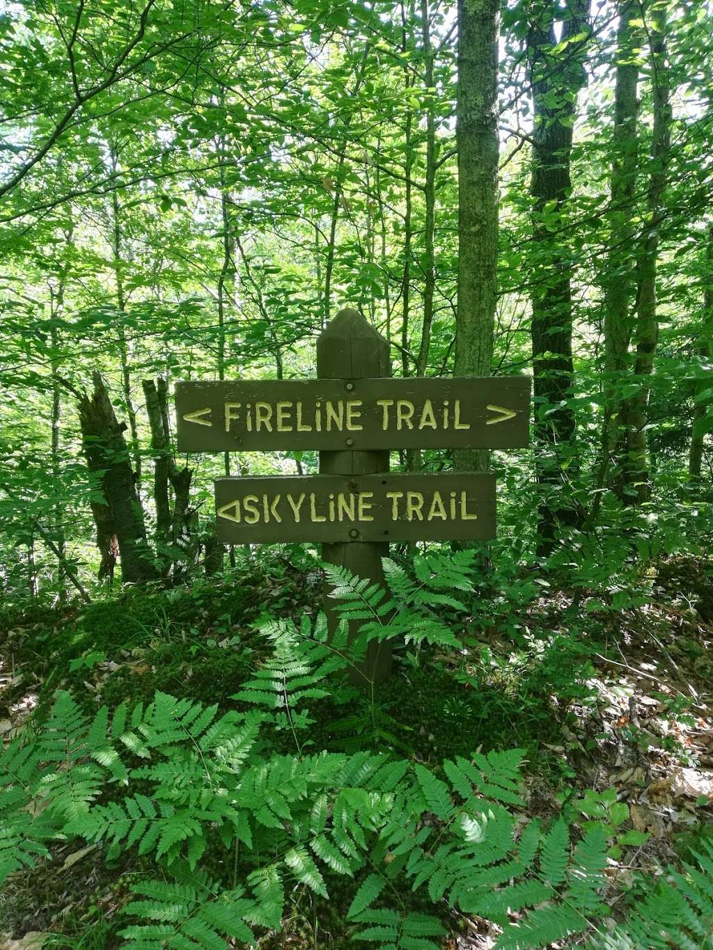 FIRELINE TRAIL (HICKORY RUN) | PA-534, White Haven, PA 18661, USA