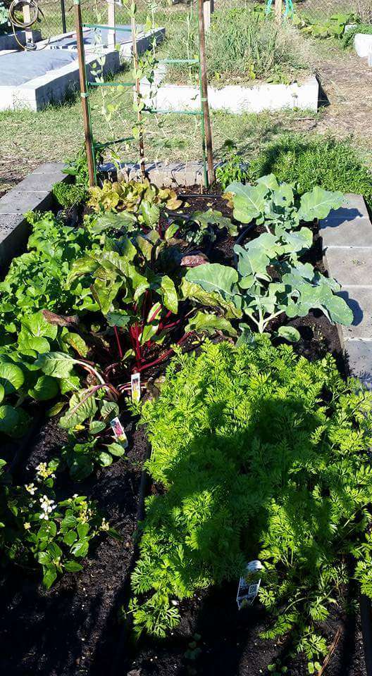 Wendtwoods Community Vegetable Garden | Wendtwoods Dr, Tomball, TX 77375, USA | Phone: (281) 210-3900