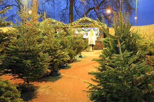 Pines and Needles | Chelsea Car Park, Carriage Dr N, London SW11 4BE, UK | Phone: 020 3598 4877