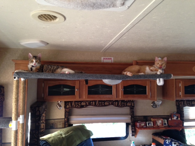 Home & RV Kitty Catwalk | 20005 US HWY - 27 North #408, Clermont, FL 34715, USA | Phone: (440) 728-7005