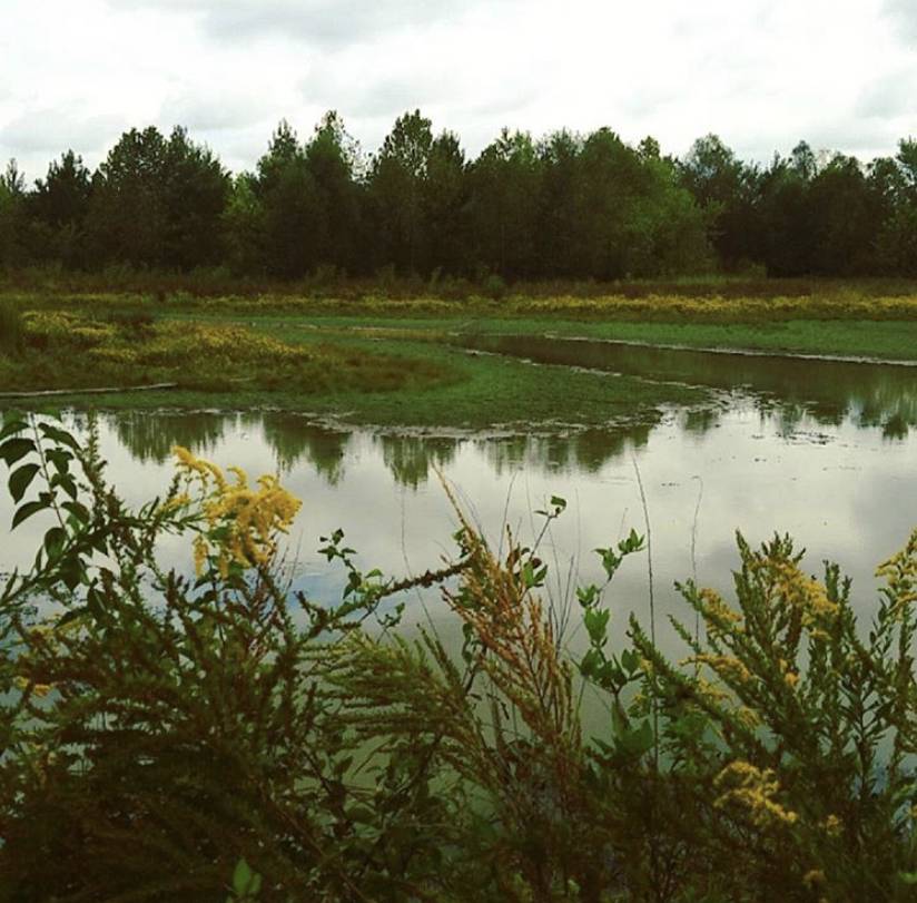 Shelby Bottoms Nature Center & Greenway | 1900 Shelby Bottoms Greenway, Nashville, TN 37206, USA | Phone: (615) 862-8539