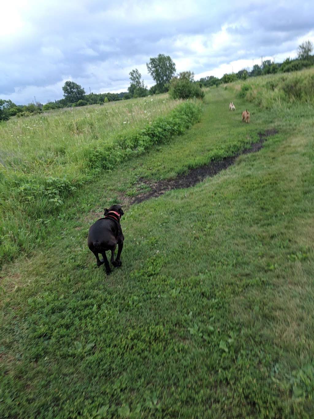 East Branch Off-leash Dog Park | 2N663 Swift Rd, Lombard, IL 60148 | Phone: (630) 933-7200