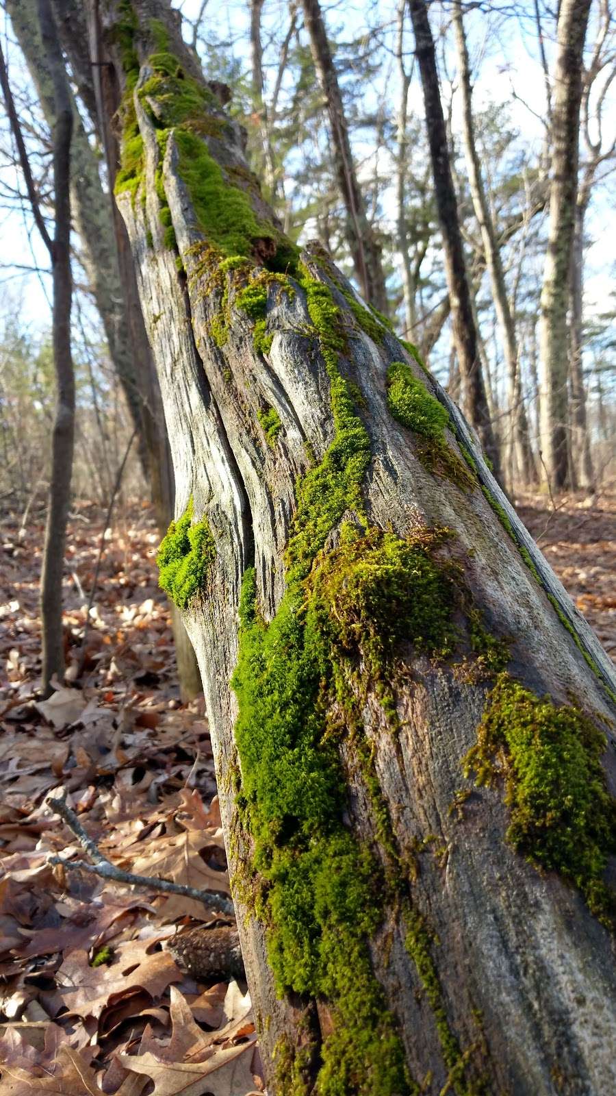 Great Meadows National Wildlife Refuge Concord Unit | Monsen Rd, Concord, MA 01742 | Phone: (978) 443-4661