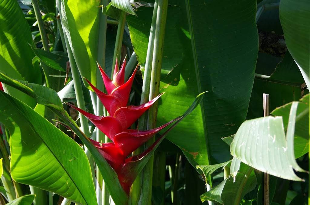 Lyon Arboretum | 3860 Manoa Rd, Honolulu, HI 96822, USA | Phone: (808) 988-0456