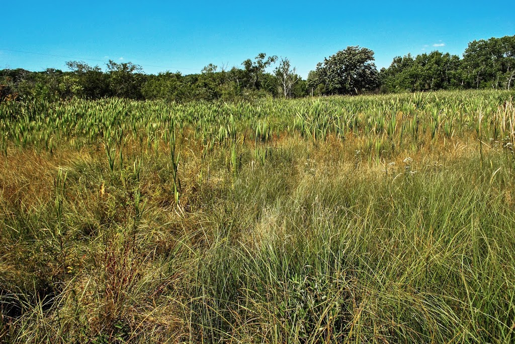 Pickerel Lake Fen State Natural Area | 101 S Webster St, Madison, WI 53703, USA | Phone: (608) 266-2621