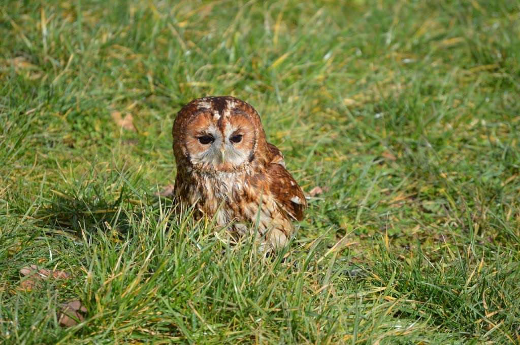 Willows Bird of Prey Centre | Coolings Green & Pleasant, Main Rd, Knockholt, Sevenoaks TN14 7LJ, UK | Phone: 01959 580677