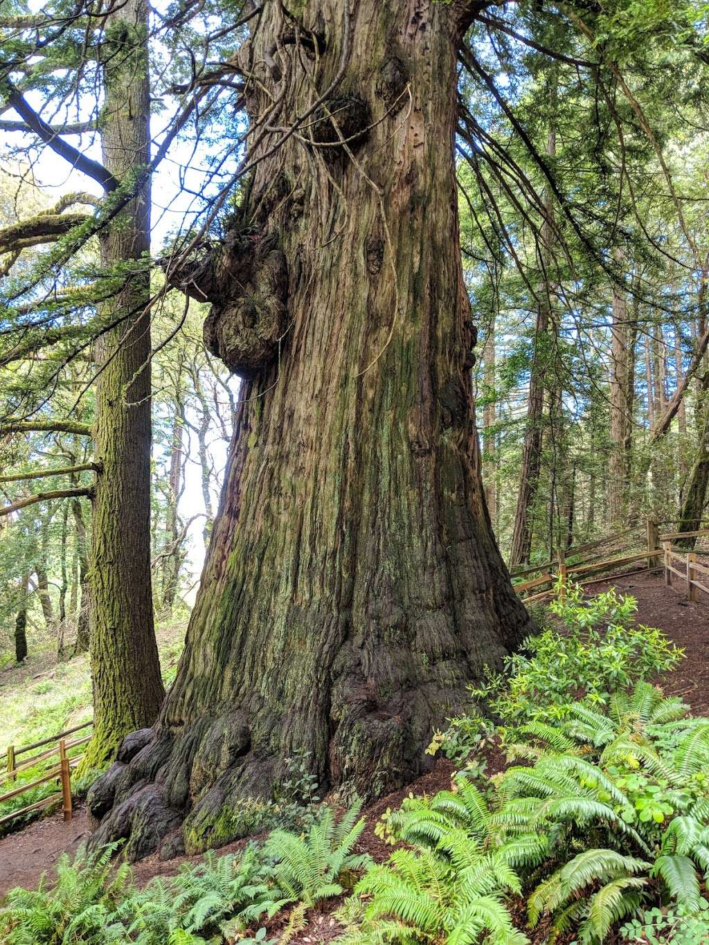 Methuselah Tree | Redwood City, CA 94062