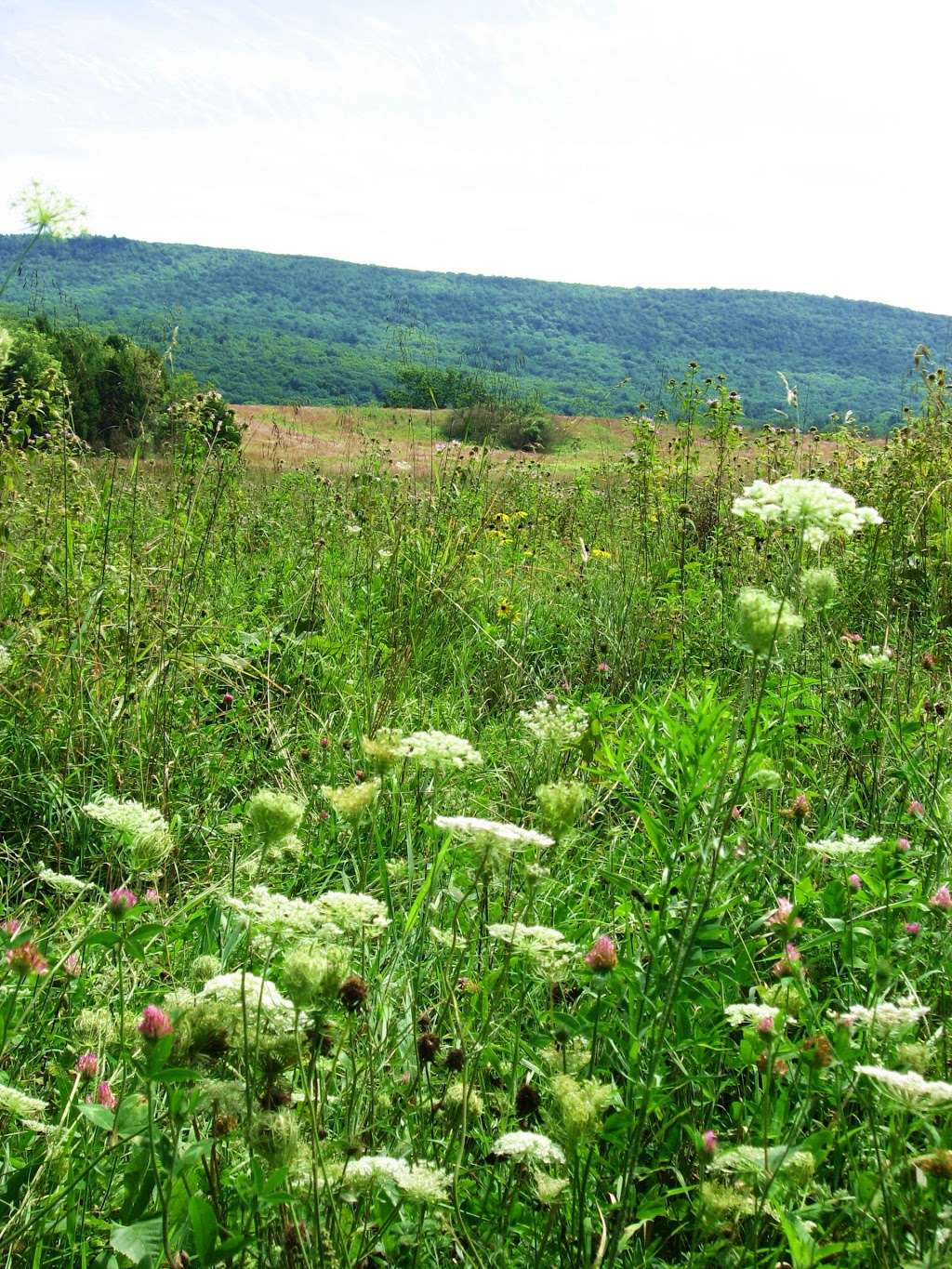 Walpack Fish and Wildlife Management Area | Layton, NJ 07851