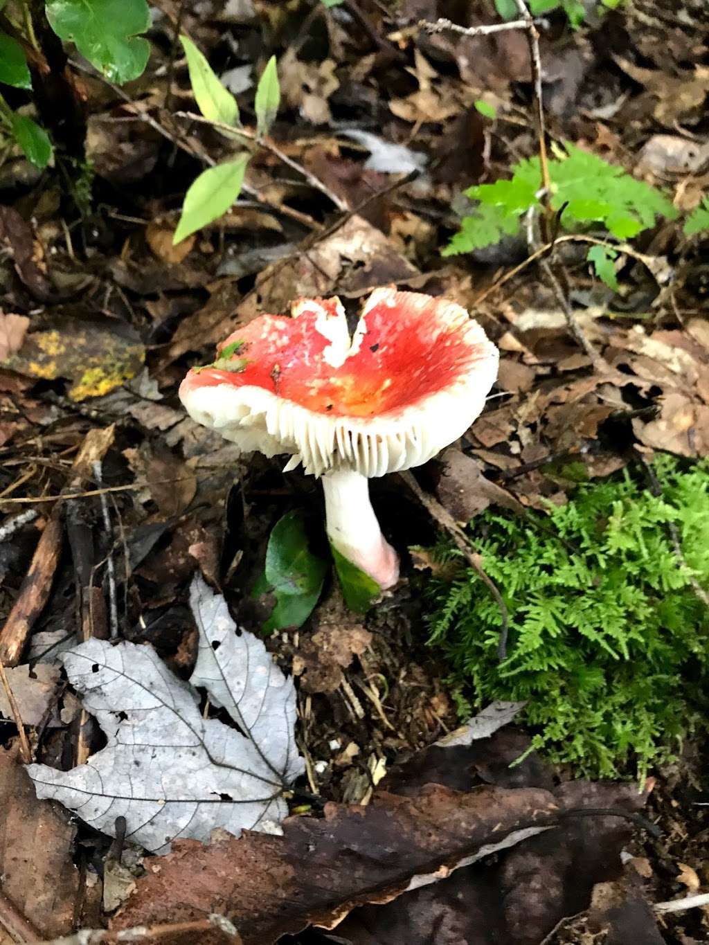 Rattlesnake Trail | Blairstown, NJ 07825, USA