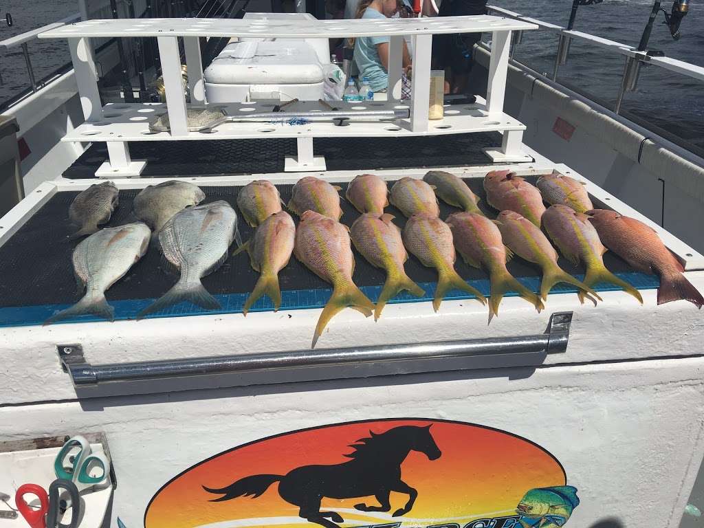 Sea Horse Fishing Charter Adventures | 255 E 22nd Ct, Riviera Beach, FL 33404, USA | Phone: (561) 254-5124
