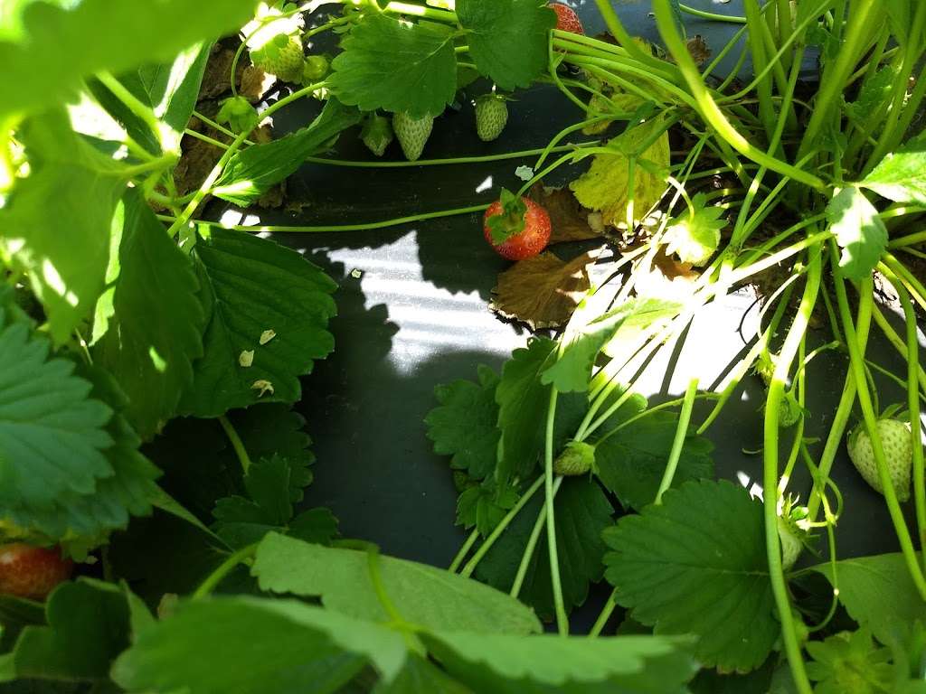 Wegmeyer Farm - Oatland Strawberry Picking | 355404640000, Leesburg, VA 20175 | Phone: (540) 751-1782