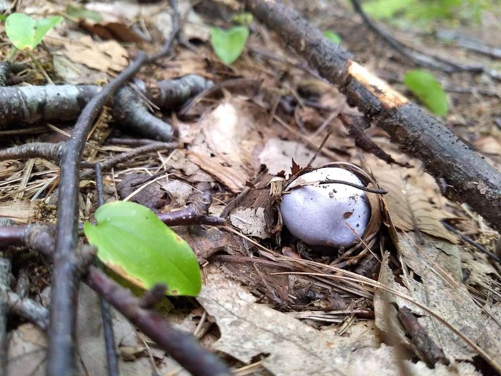 Crystal Point Conservation Area | across from, 650 Crystal St, Haverhill, MA 01832, USA