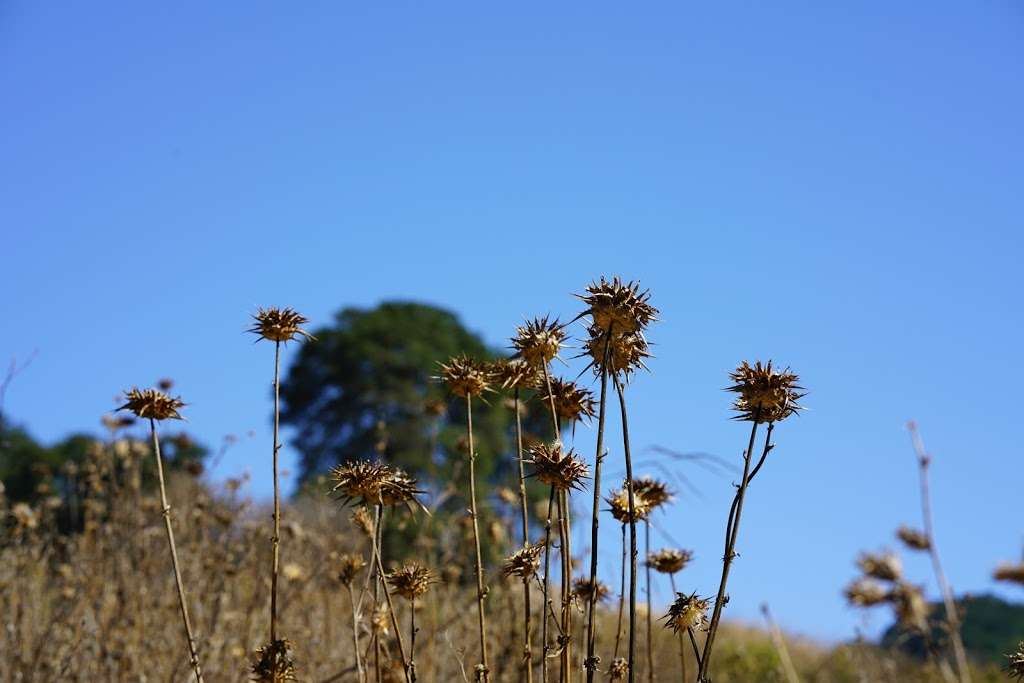 Briones Regional Park | 5363 Alhambra Valley Rd, Martinez, CA 94553, USA | Phone: (888) 327-2757