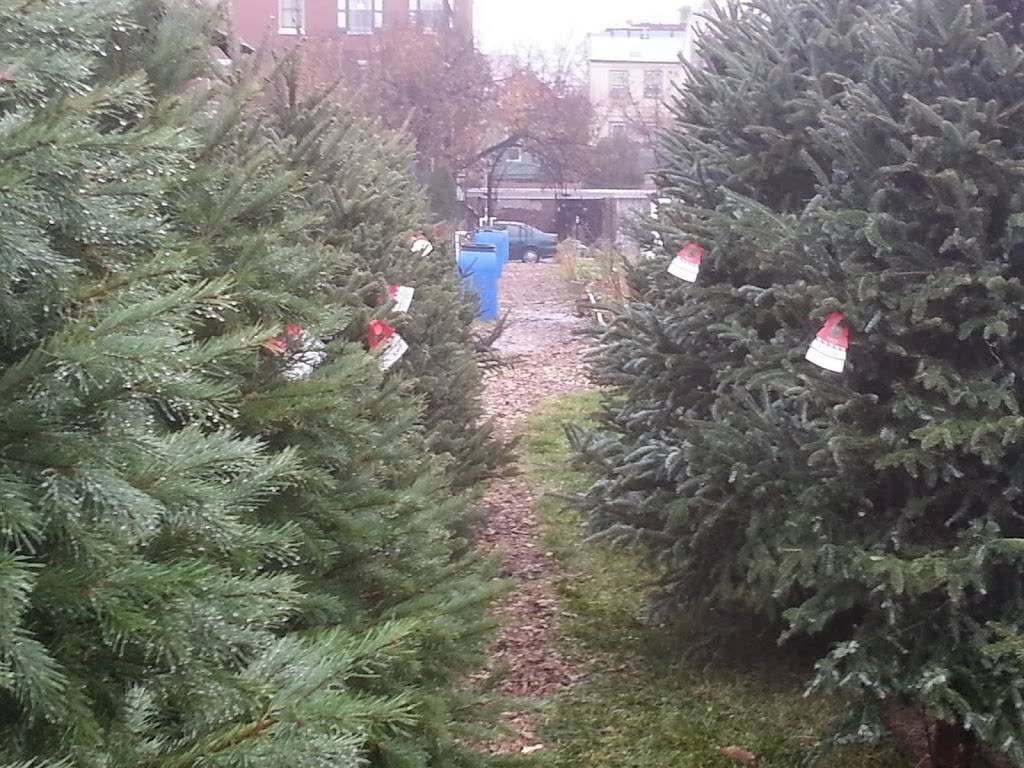 Philly Christmas Trees | Sedgley Dr &, N Lemon Hill Dr, Philadelphia, PA 19130, USA | Phone: (215) 872-1614