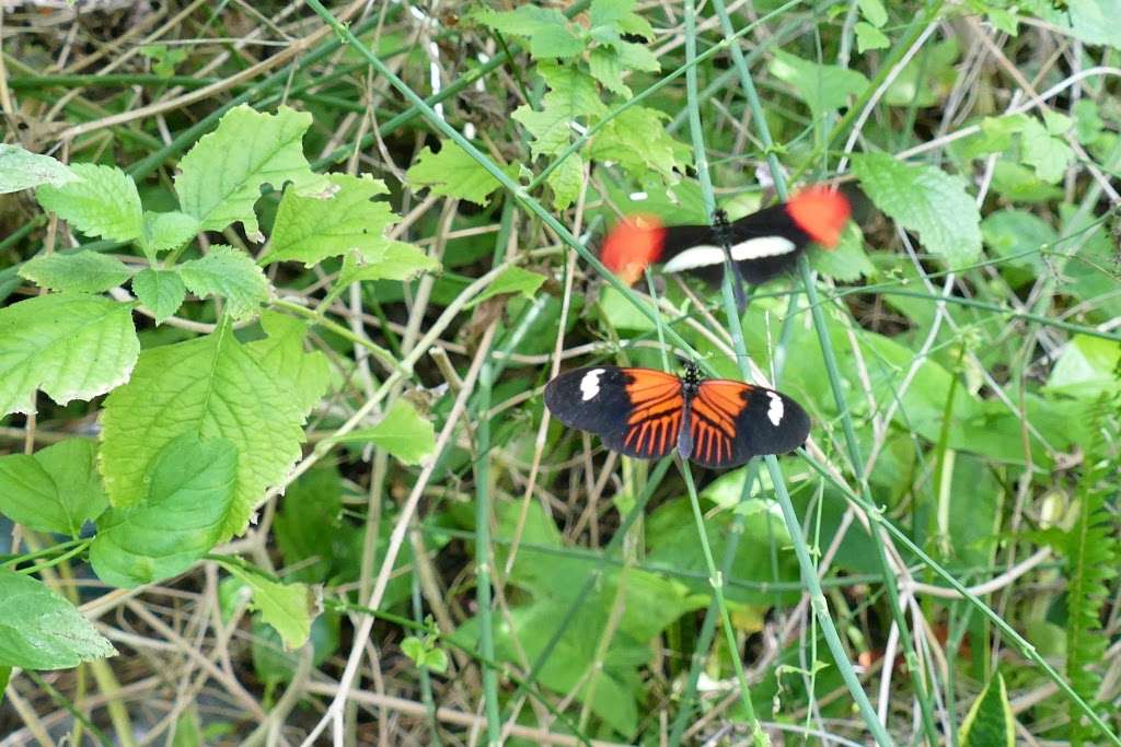 Butterfly Habitat | 1001 Fairgrounds Dr, Vallejo, CA 94589, USA | Phone: (707) 644-4000