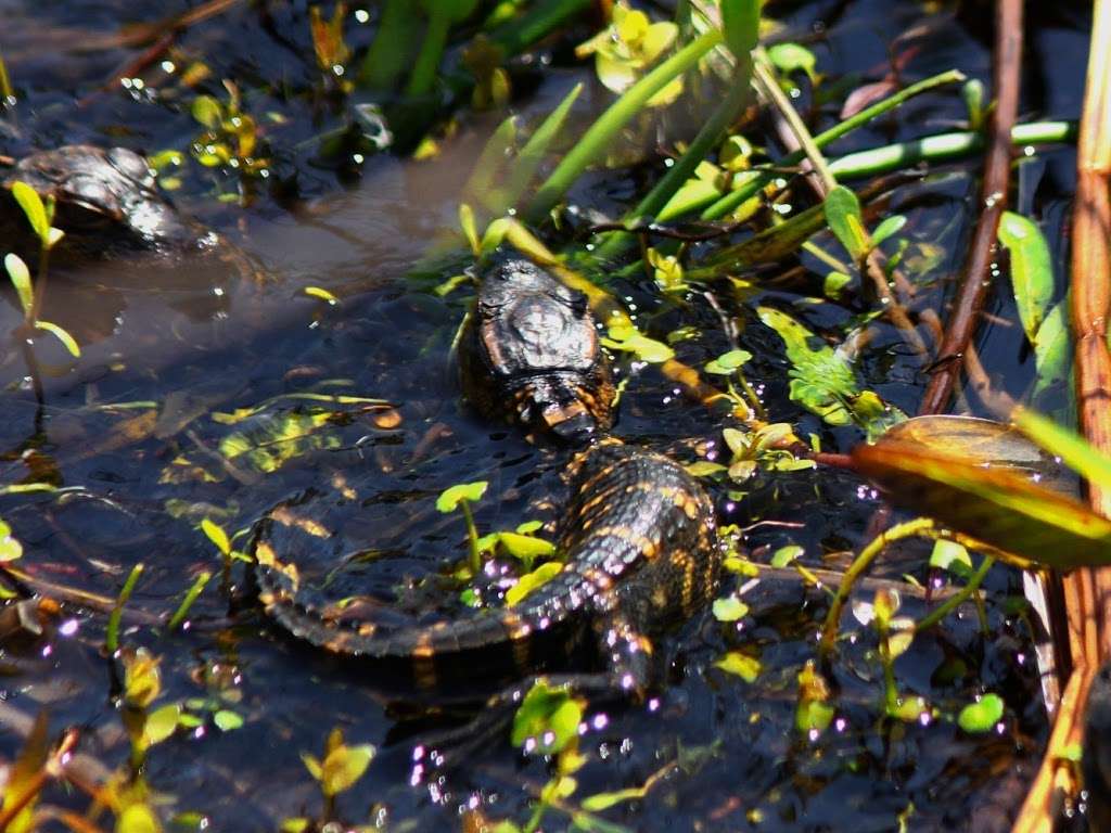 Marsh Landing Adventures / Orlando Airboat Tours | 2830 Neptune Rd, Kissimmee, FL 34744, USA | Phone: (407) 572-3561