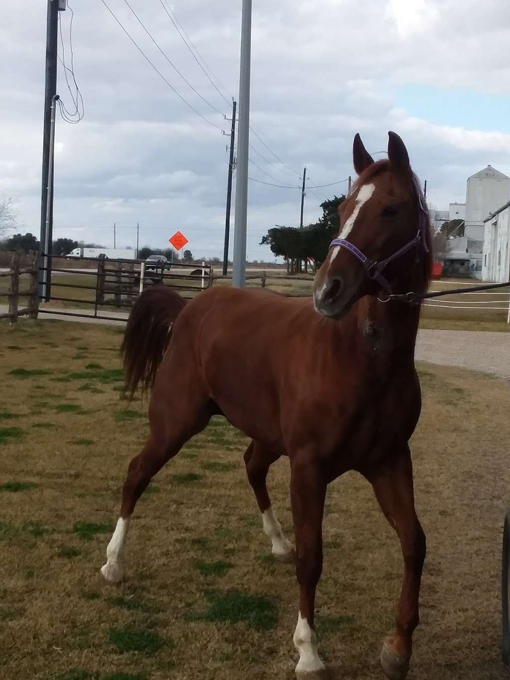 Katy Equine Clinic | 707 Woods Rd, Brookshire, TX 77423, USA | Phone: (281) 391-8250