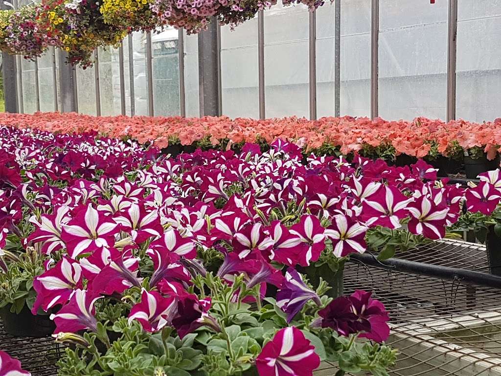 Griers Nursery & Greenhouses in 3229B Grier Nursery Rd, Forest Hill, MD 21050, USA