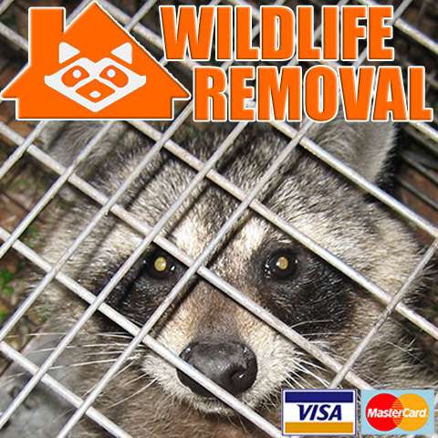 Wildlife Removal Fort Lauderdale | 1220 NW 23rd Ave Unit B, Fort Lauderdale, FL 33311, USA | Phone: (954) 713-9915