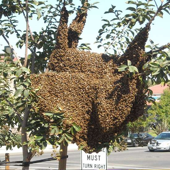 Mission Beekeeping | 779 N Ventura Ave, Oak View, CA 93022 | Phone: (805) 636-4426