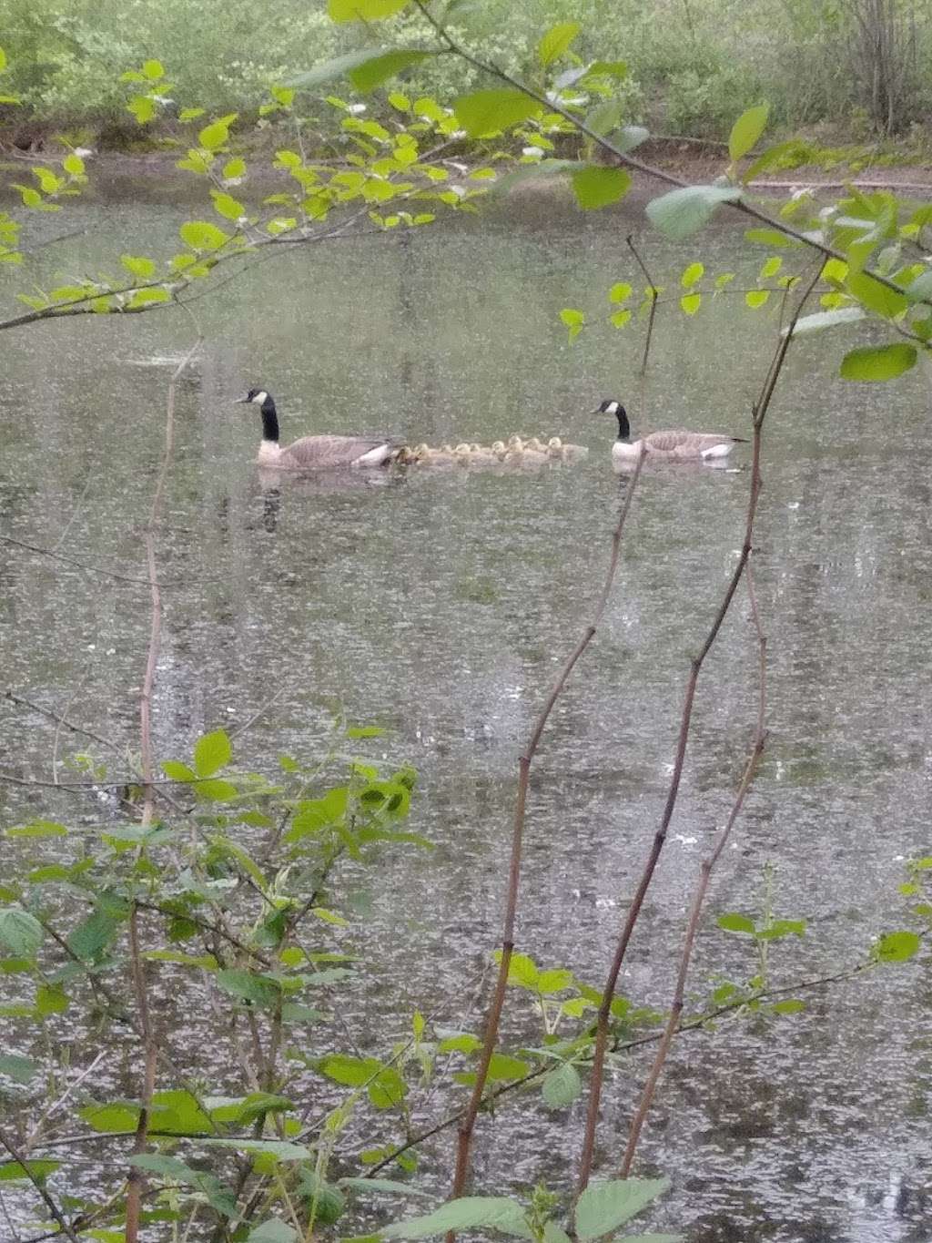 Bolich Wetland Project And Senator James J. Rhodes Nature Trail | 71 Bolich Rd, Ashland, PA 17921, USA